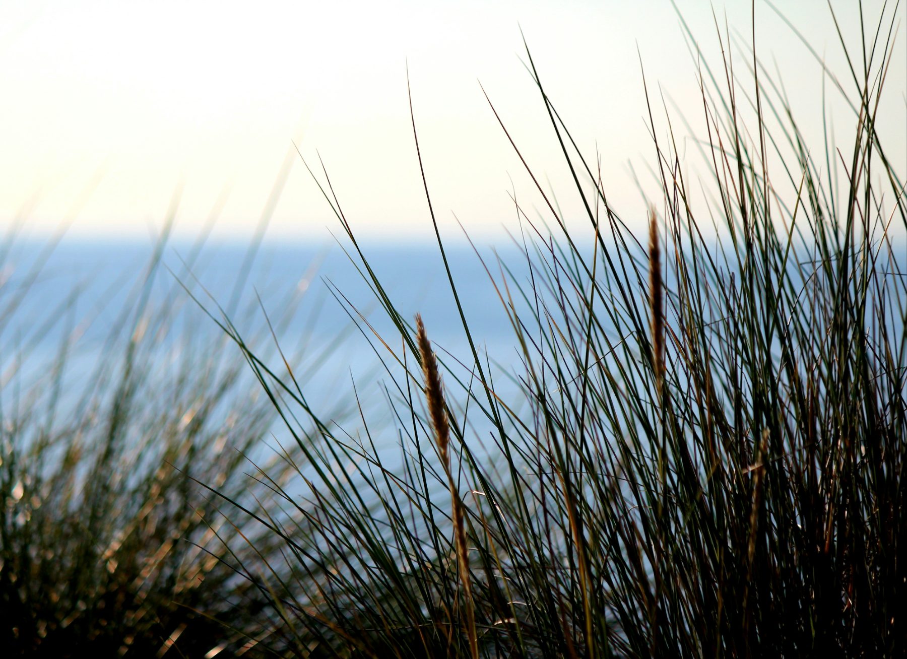 Les oyats de la dune face à la mer
